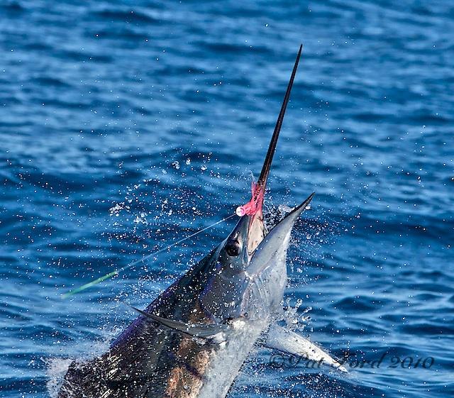 Jake Jordan Invitational Sailfish Fly Challenge, Casa Vieja Lodge, Guatemala, 2019, Pat Ford Photo