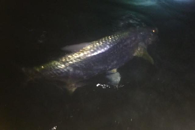 Paul McGarvie caught this big Tarpon in "Tarpon World" aboard vessel "Fly Reel" with Captain Jake Jordan, May 7 2018