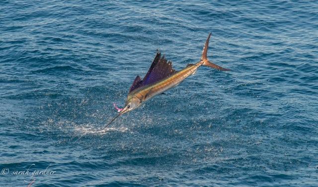 Jumping Guatemalan Sailfish on Fly, Sarah Gardner Photo