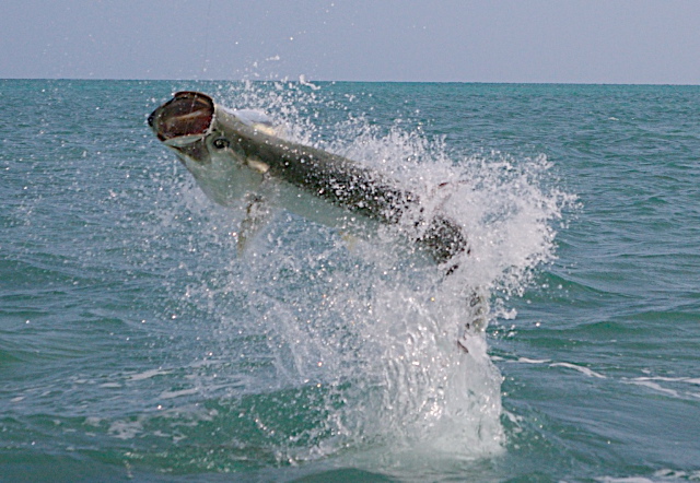 Tarpon on fly