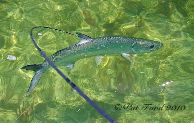 Mark Schifrin Angler Great Tarpon on Fly, Captain Jake Jordan, Guide