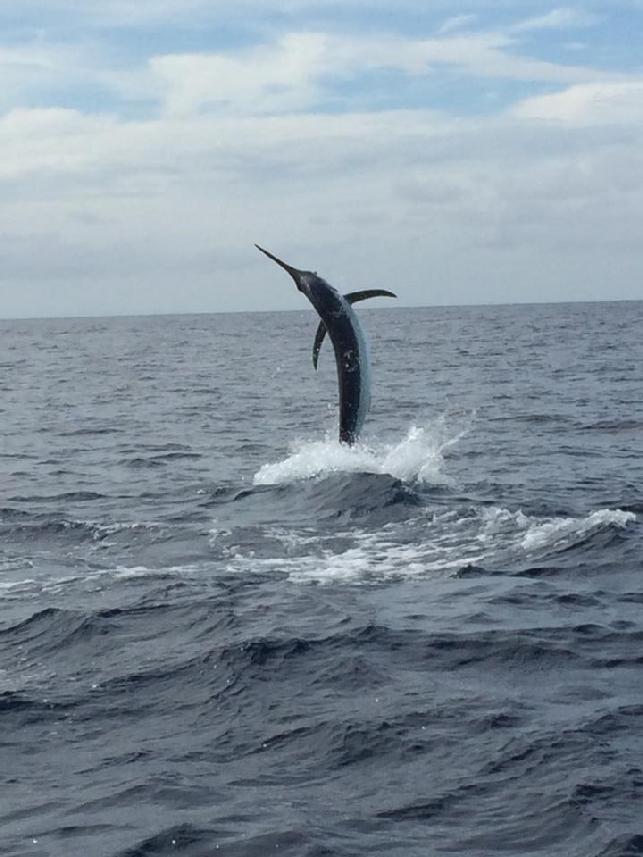 Lee Smith jumping one of four total Blue Marlin caught on fly, aboard the vessel "Dragin Fly" with Captain James Smith, out of Los Suenos, Costa Rica, June 2015