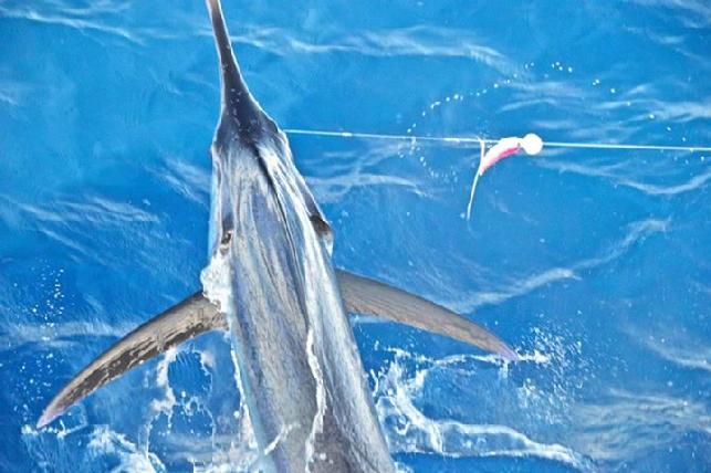 One of two Blue Marlin, caught and released at "The Blue Marlin Fly Fishing School" Costa Rica, by Bill Brinton, June 25, 2015