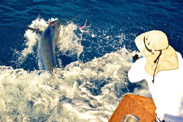 Costa Rica Blue Marlin School Release