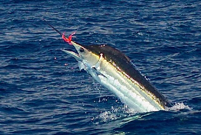 Lee's Blue Marlin on Fly July 2016