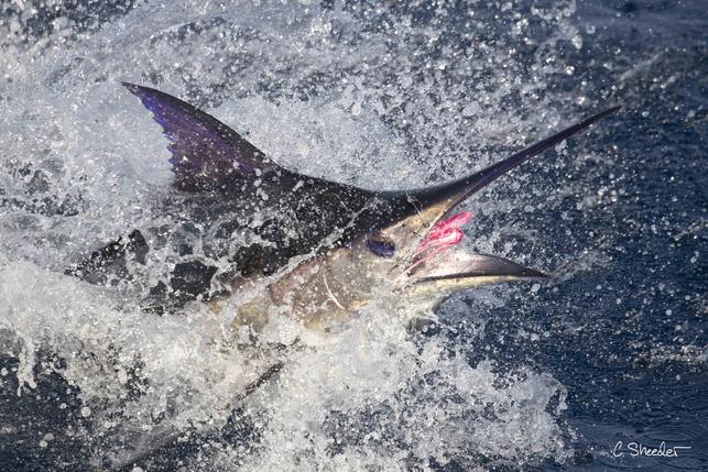 Blue Marlin on fly aboard "Dragin Fly" at my CR Blue Marlin Fly Fishing School in Los Suenos Costa Rica