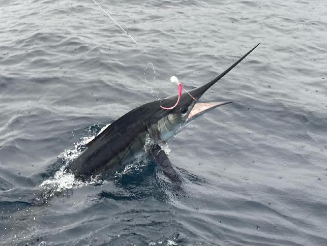 Peter Gelfand Blue Marlin on Fly, Vessel Dragin Fly, July 2022 Jake Jordan photo Fly