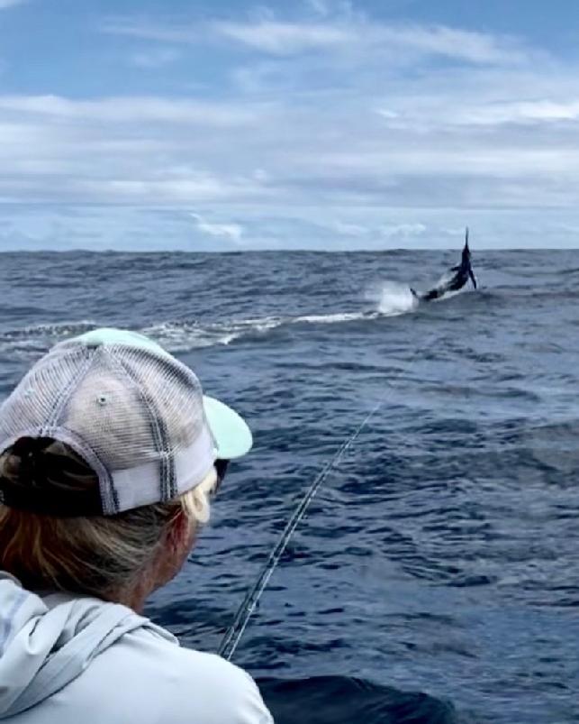Nikki Wilson releasing a Blue Marlin on Fly August 2022