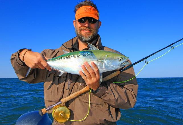 Chris Thompson releasing Albie on fly October 26 2014 aboard Fly Reel with Captain Jake Jordan