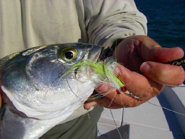 3 pound Bluefish on fly, aboard Fly Reel, captain Jake Jordan