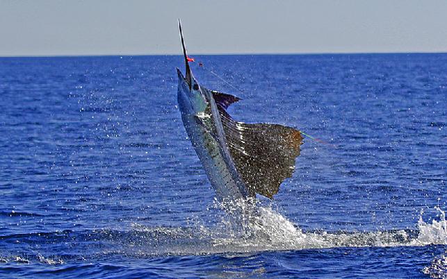 Sailfish on Fly, Sailfish School, January 2012