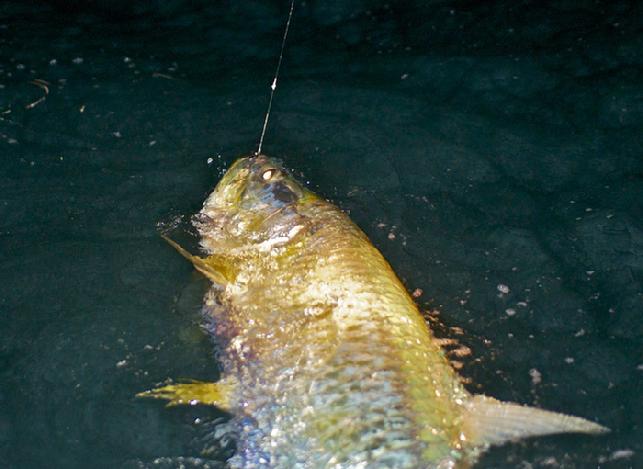 Ready for Release, Night Tarpon on fly