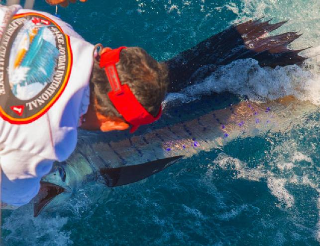 Top Team for the second day, Rumline, Releasing their tenth Sailfish of the day, Brian Horsley Photo