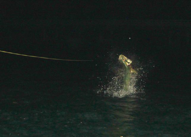 LC's Jumping Night Tarpon on Fly, Captain Jake Jordan