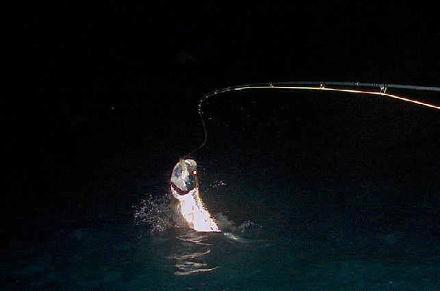 Marty Butler, Jumping Tarpon on fly, Tarpon World, Florida Keys, June 4, 2011