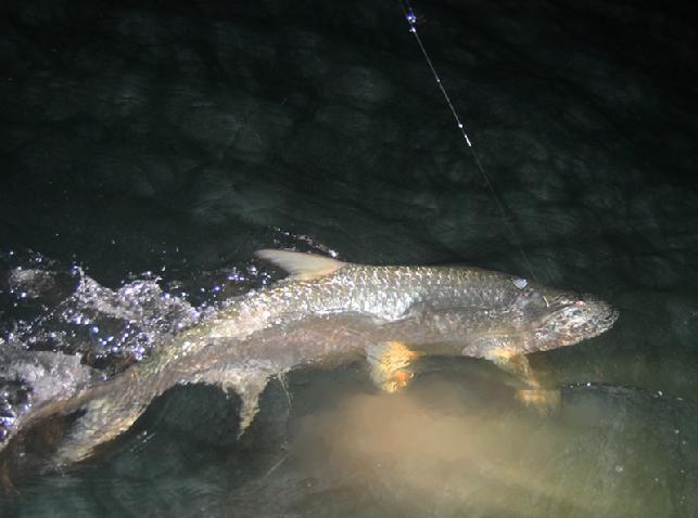 Smoot Carter releasing 120 + pound Tarpon on Fly Captain Jake Jordan Night Tarpon fly fishing, Florida Keys May 2011