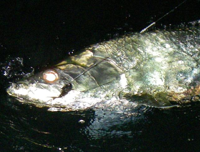 Eddie Matuzak, Night time Tarpon on Fly, Tarpon World, Florida Keys, April 2014, JAke Jordan Photo