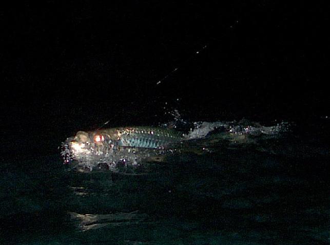 Paul Lombardi, Tarpon on Fly, vessel "Fly Reel" in Tarpon World, Captain Jake Jordan