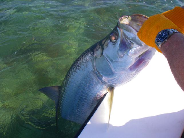 Tarpon on Fly Jake Jordan Captain Smoot Carter Angler