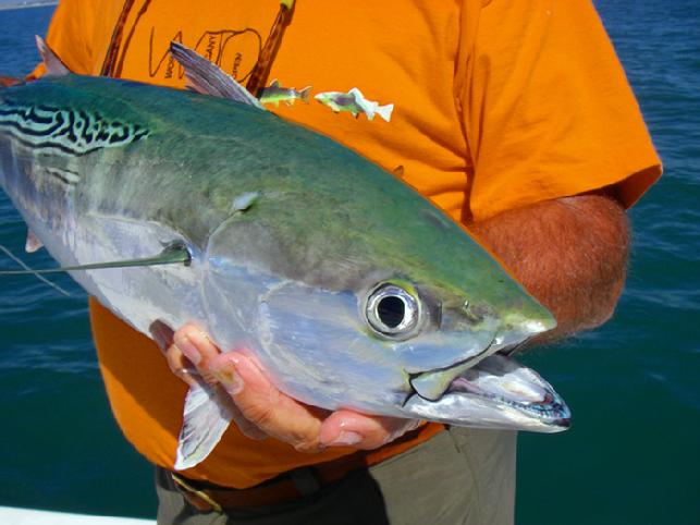 Cape Lookout NC Albie on Fly