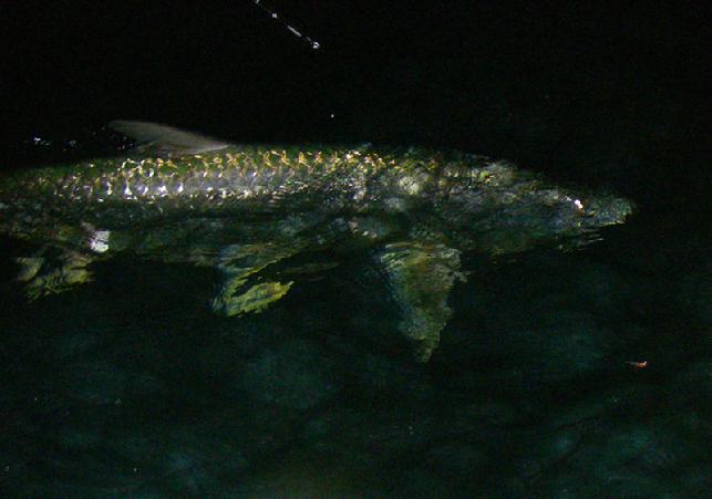 Night time Florida Keys Tarpon on Fly, Jake Jordan Guide