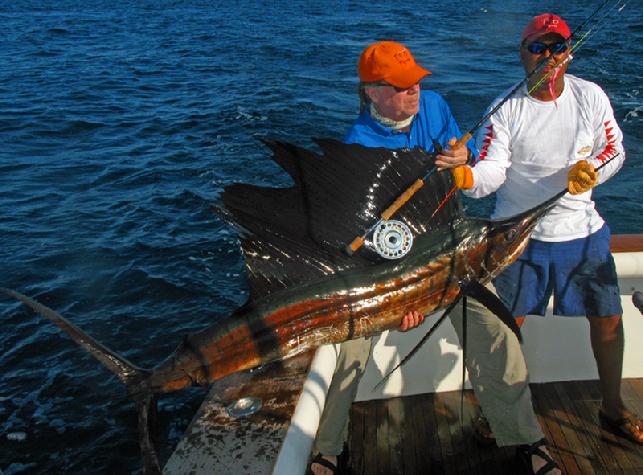 Casa Vieja Lodge Sailfish on Fly Rum Line Jan 2011