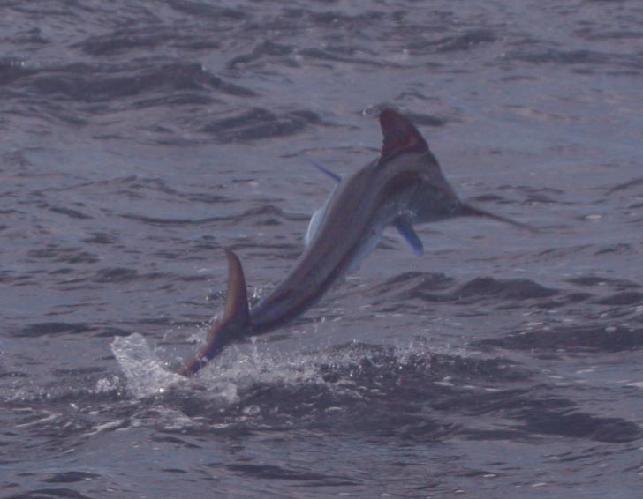 Marlin on Fly