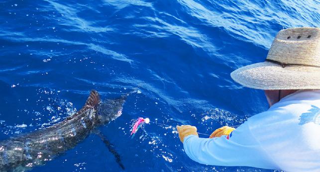 Berto Releasing Blue Marlin on Fly, Dragin Fly, The Costa Rica Blue Marlin fly fishing School, August 2016,Mark Ronald Angler