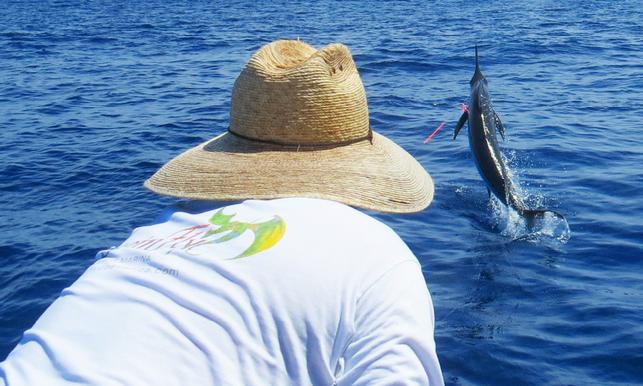 Blue Marlin on fly, ready for release, "The Costa Rica, Blue Marlin Fly Fishing School" aboard "Dragin Fly", Captain Jake Jordan Photo