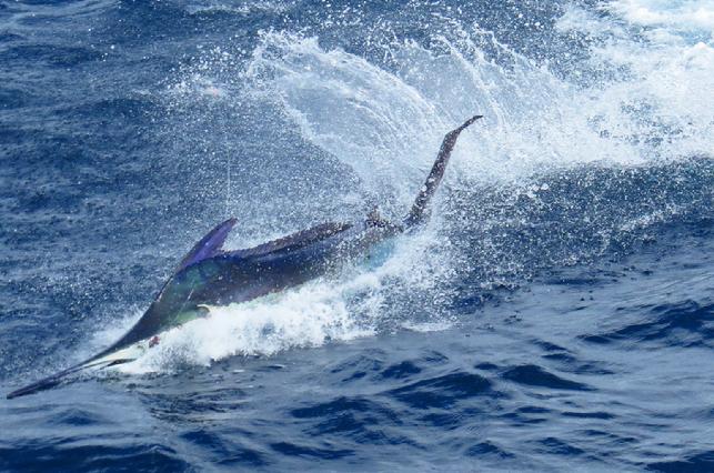 Blue Marlin on Fly, George Maybee, The Blue Marlin Fly Fishing School, Los Suenos Costa Rica, August 2016, Jake Jordan Photo