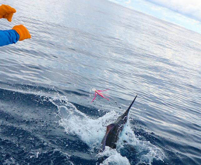 Me Wiring Marty's Blue Marlin on fly, June 16, 2016