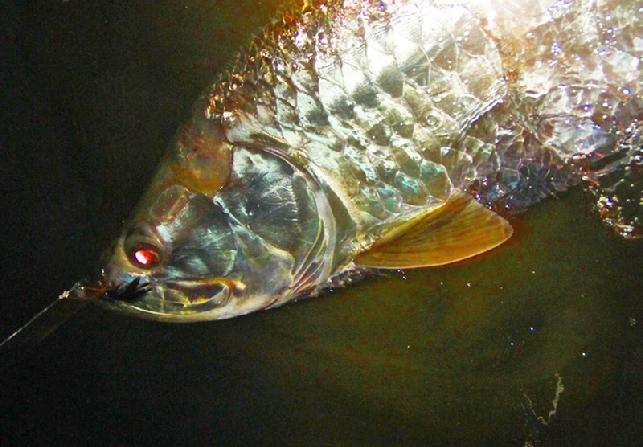 John Killian fly fishing with Jake Jordan April 11 2014 Tarpon World