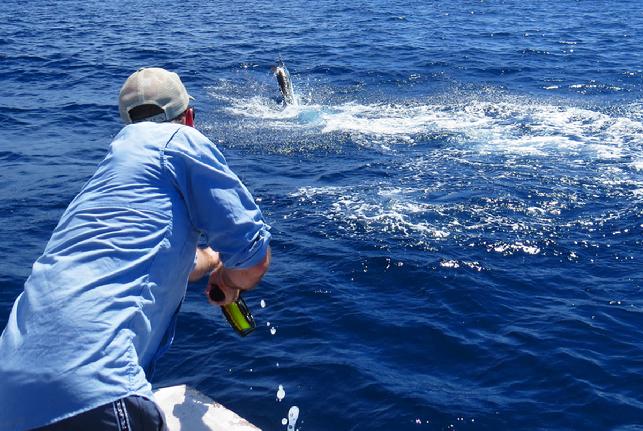 Mark Ronald fighting first Blue Marlin on fly ever, Dragin Fly, August 2016