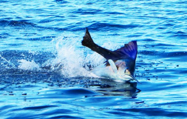 Martini Arostegui Sailfish on 20 pound tippet, on fly, Dragin Fly, June 16, 2016