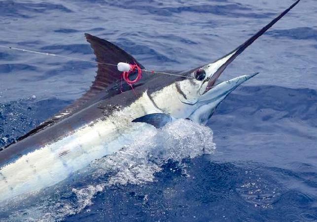 Danny Cline catching Blue Marlin on Fly at The Costa Ric Blue Marlin Fly Fishing School aboard Dragin Fly Jake Jordan Photo