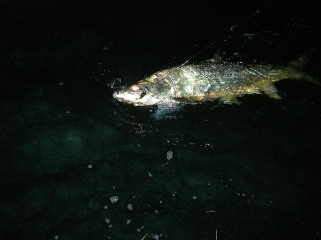 Chris O'Neill caught and released nice Tarpon World female aboard "Fly Reel" April 2016