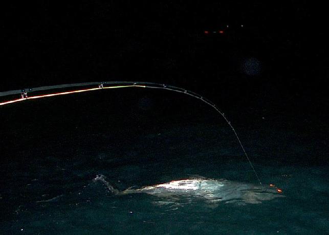 Night time Florida Keys, Tarpon on Fly, Captain Jake Jordan, Bart Lewis, Angler