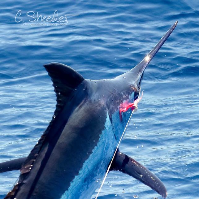 Don Butlers first Blue Marlin on fly, put the team Rumline way ahead of the competition