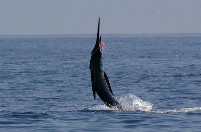 George Maybee Striped Marlin on Fly Galapagos 