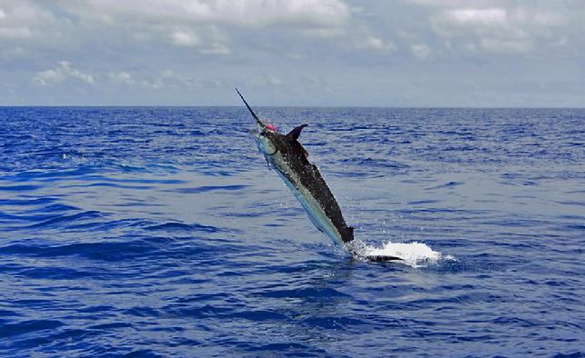 Blue Marlin on Fly, The Blue MArlin fly fishing School, Los Suenos Costa Rica, Vessel "Dragin Fly"