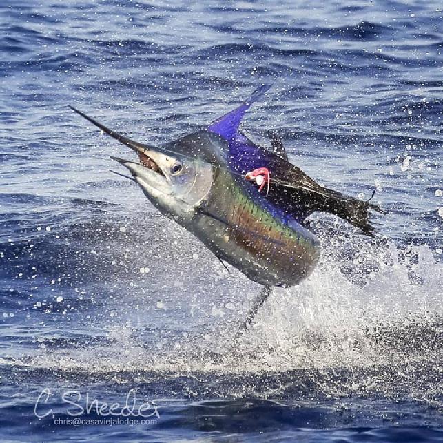 Targeted Species, Sailfish on Fly