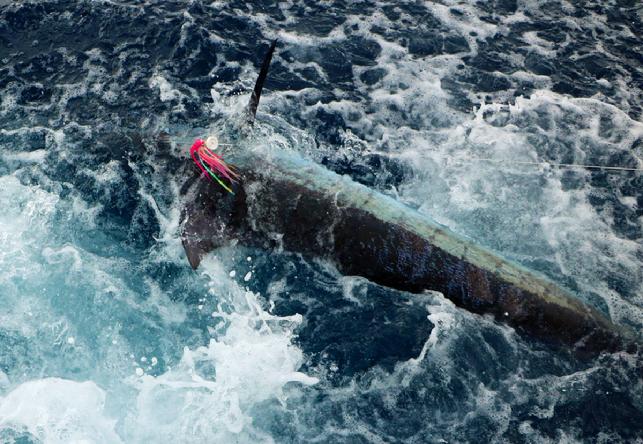 Chris O'Neill Blue Marlin on Fly, Jake Jordan Photo