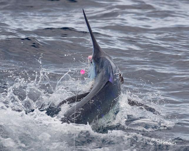 Roy Cronacher Blue Marlin on 20 pound class tippet on Fly, July 2017
