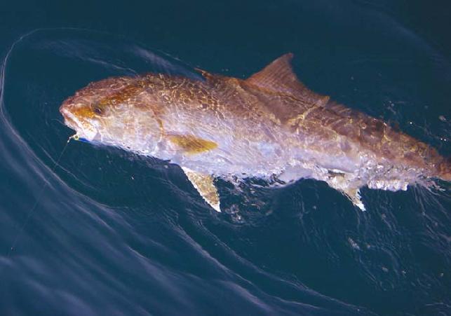 Amberjack on Fly