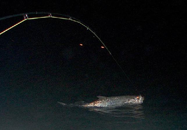 Awesome Tarpon on Fly, Captain Jake Jordan