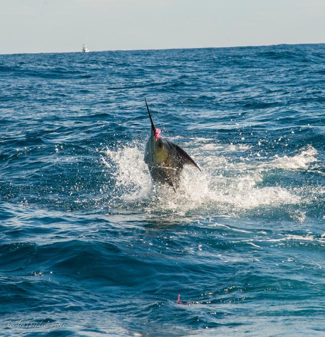 Great Jumping Sailfish on Fly aboard Intensity, first day of Jake Jordan Tournament