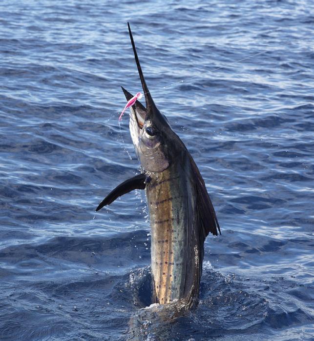 Craig Machado, Sailfish on Fly, The Blue Marlin Fly Fishing School, "Dragin Fly", June 2015