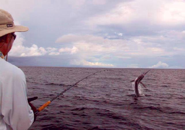 Striped Marlin on fly