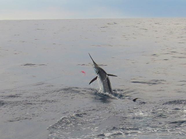 Danny Cline Blue Marlin on Fly vessel "Dragin Fly" , Jake Jordan photo, June 22, 201