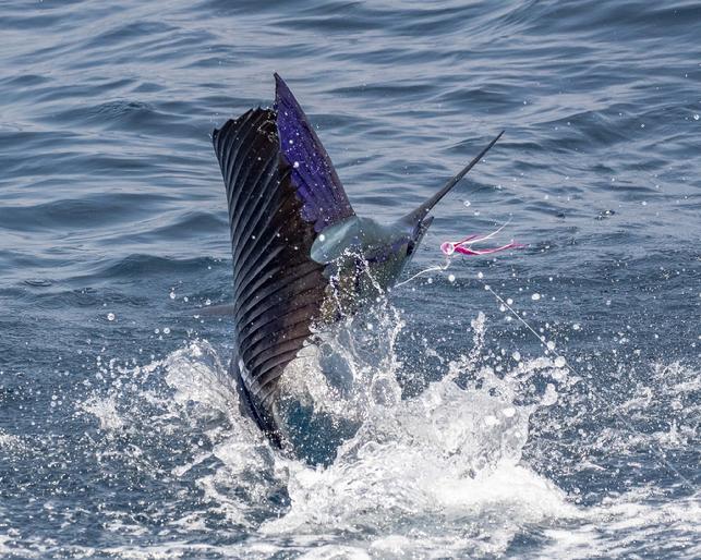Sailfish on Fly caught aboard the vessel Intensity, Casa Vieja Lodge Guatemala, at "The Sailfish School"
